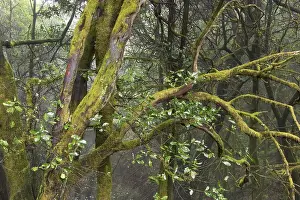 Garajonay National Park laurisilva in Barranco de Sobreagulo - La Gomera