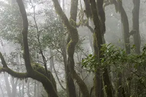 Garajonay National Park laurisilva - La Gomera