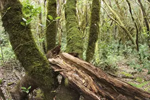 Garajonay National Park laurisilva - La Gomera