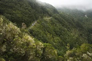 Garajonay National Park, Tree heath forest