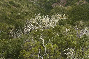 Garajonay National Park, Tree heath forest