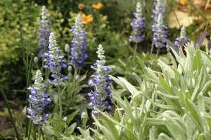 Garden area with various purple flowering plants