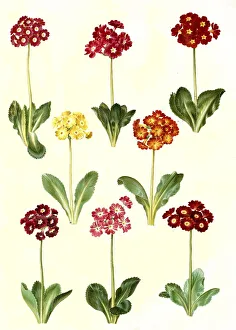 Garden auricula, bastard auricula -- pubescens