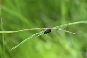 A garden beetle (Phyllopertha horticola) on a plant in front of green nature with plenty of text space