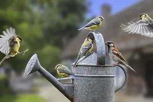 Garden birds like house sparrow