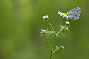 Garden blue, (Celastrina argiolus)
