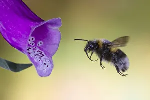 Garden bumblebee (Bombus ruderatus) flies to flower of foxglove