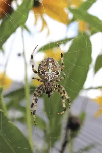 Garden cross spider (Araneus diadematus)