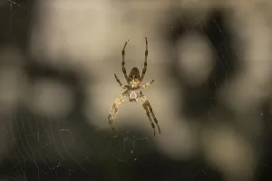 A garden cross spider sits in its web with a blurred
