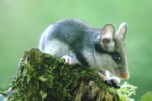 A garden dormouse climbing a branch