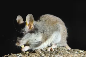 Garden Dormouse (Eliomys quercinus)
