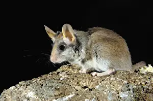 Garden Dormouse (Eliomys quercinus)