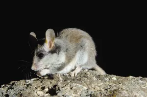 Garden Dormouse (Eliomys quercinus)