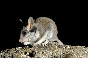 Garden Dormouse (Eliomys quercinus)