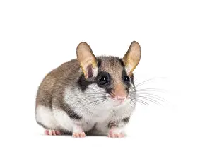 Garden Dormouse, Eliomys quercinus
