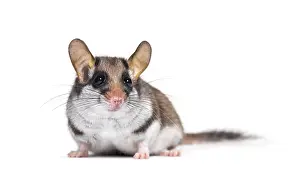 Garden Dormouse, Eliomys quercinus