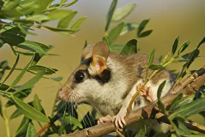 Garden dormouse (Eliomys quercinus)