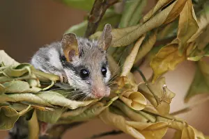 Garden Dormouse (Eliomys quercinus) climbing in vegetation