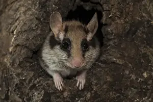 Garden dormouse (Eliomys quercinus) looking out of tree cavity