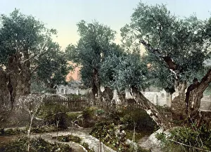 The Garden of Gethsemane, Jerusalem