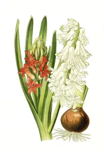 Garden Hyacinth (Hyacinthus orientalis)