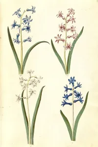 Garden hyacinth (Hyacinthus orientalis)