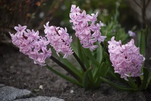 Garden hyacinth, native garden