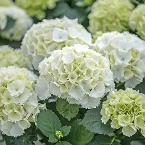 Garden hydrangea (Hydrangea macrophylla Lilienstein')