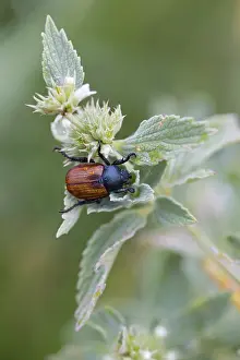 Garden leaf beetle, Phyllopertha horticola
