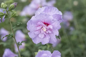 Garden marshmallow (Hibiscus syriacus LAVENDER CHIFFON)