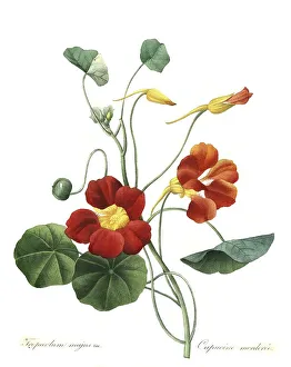 Garden nasturtium (Tropaeolum majus)