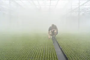 Garden nursery, cuttings, heather