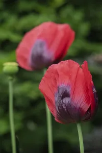 Garden poppy (Papaver), Munsterland