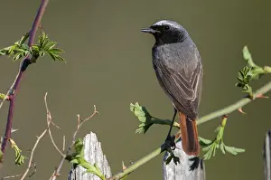 Garden redtail, Phoenicurus phoenicurus