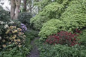 Garden with rhododendron (Rhododendron)
