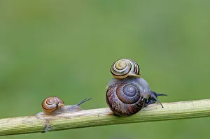Garden ribbon snails, North Rhine-Westphalia
