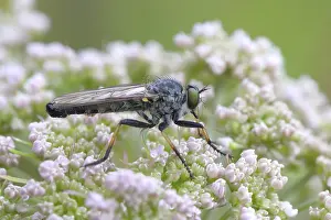 Garden robber fly (Neomochtherus geniculatus)