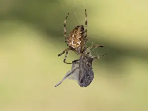 Garden spider (Araneus diadematus) with a spun insect