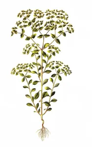 The garden spurge, Euphorbia peplus