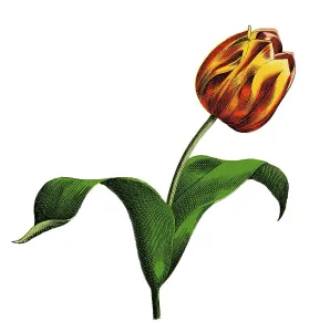 Garden tulip, historical illustration