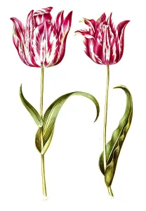 Garden tulip (Tulipa) gesneriana