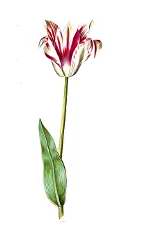 Garden tulip (Tulipa) gesneriana