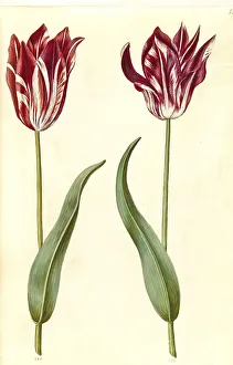 Garden tulip (Tulipa) gesneriana