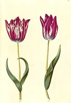 Garden tulip (Tulipa) gesneriana