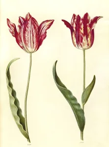 Garden tulip (Tulipa) gesneriana