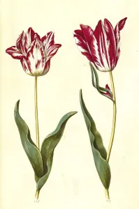 Garden tulip (Tulipa) gesneriana