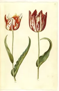 Garden tulip (Tulipa) gesneriana