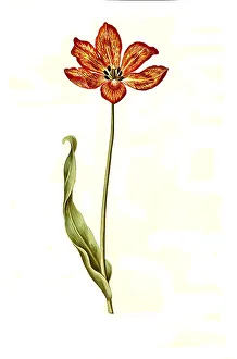 Garden tulip (Tulipa), variation of the tulip gesneriana
