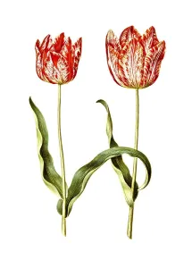 Garden tulip (Tulipa), variation of the tulip gesneriana