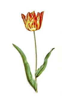 Garden tulip (Tulipa), variation of the tulip gesneriana